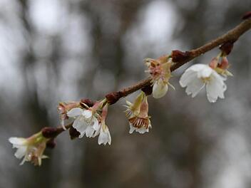 Die Blüten an den Zweigen des Kirschbaums sollten sich eigentlich erst im Februar und März öffnen. Mit der verfrühten Blüte verliert der Baum Energie und wird anfälliger, sagt Hildegard Alefeld. Foto: Carmen Schmitt