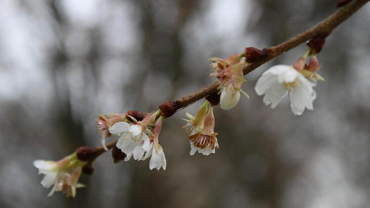 Die Blüten an den Zweigen des Kirschbaums sollten sich eigentlich erst im Februar und März öffnen. Mit der verfrühten Blüte verliert der Baum Energie und wird anfälliger, sagt Hildegard Alefeld. Foto: Carmen Schmitt