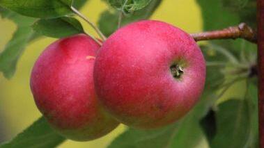 Kommt aus der Schweiz, ist sch&ouml;n rot und oft schon im Juli reif: Die Sorte "Julia" ist ein echter "Sommer-Apfel", der auch im Lehrgarten des Coburger Kreisverbandes f&uuml;r Gartenbau zu sehen ist. Foto: Fotos Neder