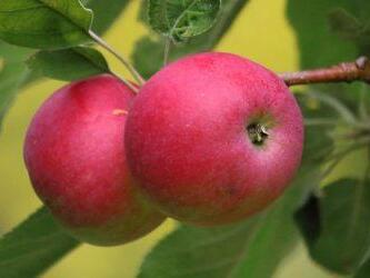 Kommt aus der Schweiz, ist schön rot und oft schon im Juli reif: Die Sorte "Julia" ist ein echter "Sommer-Apfel", der auch im Lehrgarten des Coburger Kreisverbandes für Gartenbau zu sehen ist. Foto: Fotos Neder