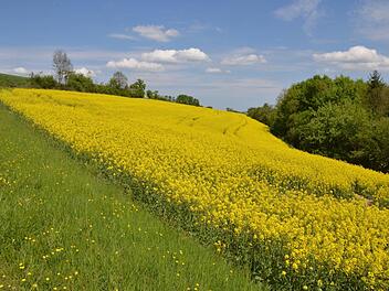 Kleine Felder, viele Hecken, Raine und Gehölzinseln, so sah die Landschaft rund um Coburg früher aus. Bei Schottenstein haben sich teilweise solche Strukturen erhalten. Foto: Rainer Lutz