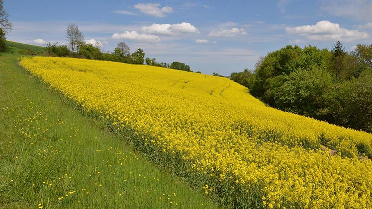 Kleine Felder, viele Hecken, Raine und Gehölzinseln, so sah die Landschaft rund um Coburg früher aus. Bei Schottenstein haben sich teilweise solche Strukturen erhalten. Foto: Rainer Lutz