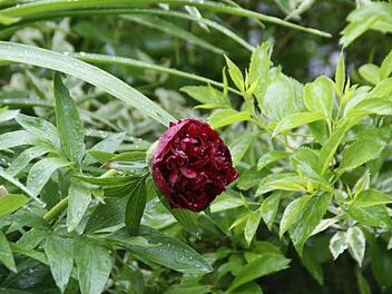 Viel Grün, wenig Farbe: Eine einzige schüchterne Pfingstrosenblüte öffnet sich im strömenden Regen an einer großen Staude - normalerweise steht sie Ende Mai kurz vor dem Verblühen und hat einen letzten großen Auftritt bei der Fronleichnamsprozession in einem Blütenteppich oder als Streumaterial eines Blumenmädchens.  Foto: sw