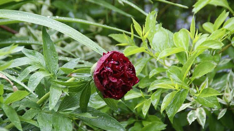 Viel Grün, wenig Farbe: Eine einzige schüchterne Pfingstrosenblüte öffnet sich im strömenden Regen an einer großen Staude - normalerweise steht sie Ende Mai kurz vor dem Verblühen und hat einen letzten großen Auftritt bei der Fronleichnamsprozession in einem Blütenteppich oder als Streumaterial eines Blumenmädchens.  Foto: sw