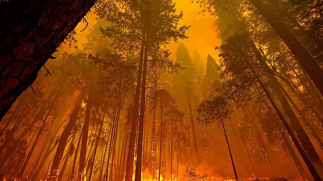Feuer im Wald: Aufgrund der gro&szlig;en Trockenheit herrscht aktuell in vielen Teilen Bayerns Waldbrand-Gefahr. Symbolfoto: EPA/NOAH BERGER/dpa