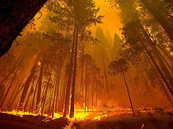 Feuer im Wald: Aufgrund der großen Trockenheit herrscht aktuell in vielen Teilen Bayerns Waldbrand-Gefahr. Symbolfoto: EPA/NOAH BERGER/dpa