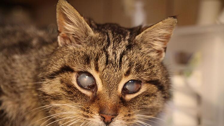 Tierheim Oberndorf: Katze "Smokey" fast blind und gelähmt gefunden - brauchte "dringend Hilfe"