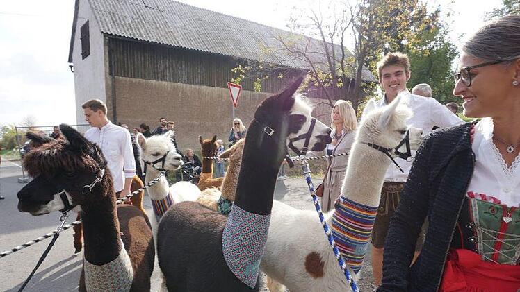 Die Alpakas waren der exotische Höhepunkt zum Abschluss des Weideabtriebs. Foto: Marion Eckert