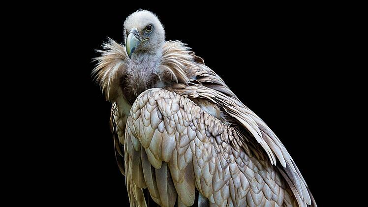 Mit dieser beeindruckenden Aufnahme hatte Harald Brey nicht nur bei der vereinsinternen Meisterschaft im Fotoclub Herzogenaurach die Nase vorn. Er schaffte mit diesem Foto sogar die Zulassung zur Bayerischen Meisterschaft.  Foto: Harald Brey