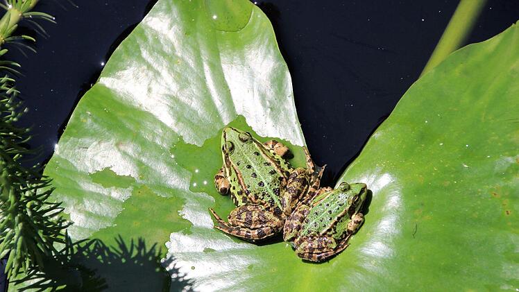 Froschgrüne Kuschelrunde auf einem Seerosenblatt im Teich.