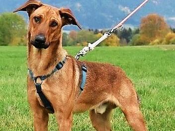 Der Mischling Amor ist ein Jahr alt und möchte von seinen neuen Besitzern noch vieles lernen.  Foto: Tierheim Kronach