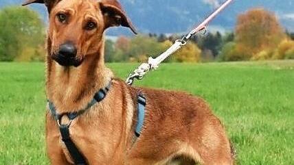 Der Mischling Amor ist ein Jahr alt und möchte von seinen neuen Besitzern noch vieles lernen.  Foto: Tierheim Kronach