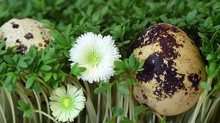 Notlösung: Kresse wächst schneller als Ostergras.