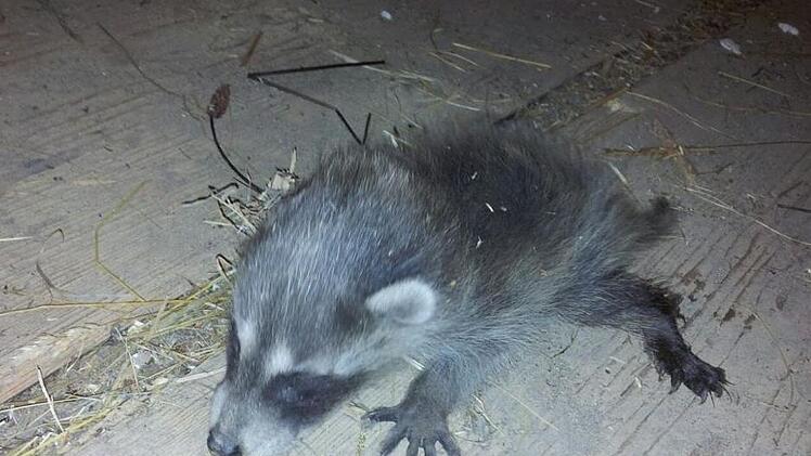Der Waschbär-Welpe auf dem anderen Foto lebte nicht viel länger: Wenige Tage nach dem Foto verhungerte das Tier in einer Züntersbacher Scheune, weil die Mutter verschwunden war. Foto. Susanne Will