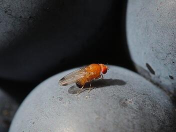 Eine Kirschessigfliege (Drosophila suzukii) sitzt im Weinberg auf einer Traube der Sorte Portugieser. Wein- und Obstbauern in Bayern müssen sich dieses Jahr auf besonders viele schädliche Kirschessigfliegen einstellen. Foto: Fredrik von Erichsen/dpa