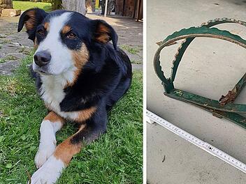 Tierheim Wannigsmühle entsetzt - Hündin Flocke gerät in Bärenfalle und verletzt sich schwer