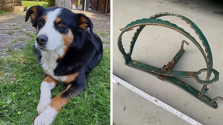 Tierheim Wannigsmühle entsetzt - Hündin Flocke gerät in Bärenfalle und verletzt sich schwer