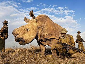 Ein Anti-Wilderer-Team beschützt rund um die Uhr ein Nördliches Breitmaulnashorn im Reservat in Kenia. Von dieser Spezies gibt es weltweit nur noch acht Tiere.  Foto: Brent Stirton, Südafrika, für National Geographic