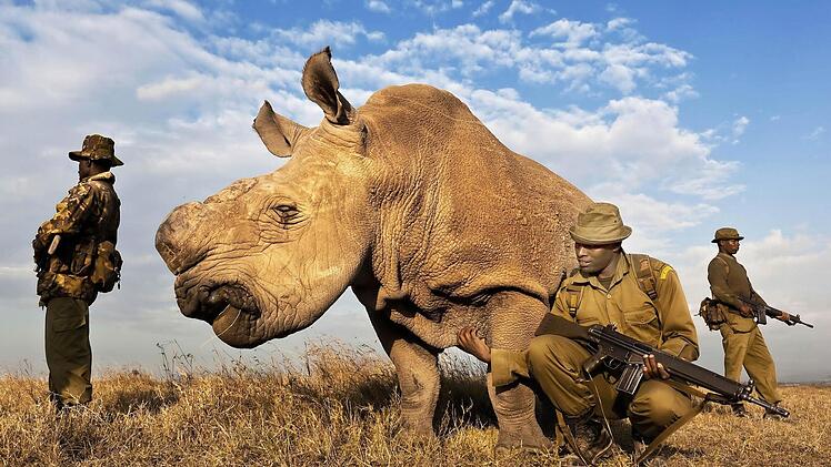Ein Anti-Wilderer-Team beschützt rund um die Uhr ein Nördliches Breitmaulnashorn im Reservat in Kenia. Von dieser Spezies gibt es weltweit nur noch acht Tiere.  Foto: Brent Stirton, Südafrika, für National Geographic