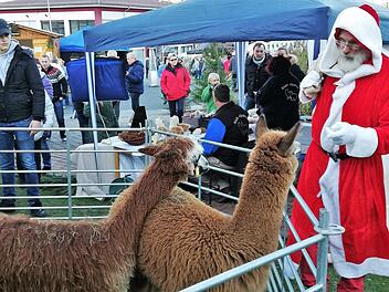 Nicht mit Rentieren, sondern mit Alpakas kam der Nikolaus (Thomas Schuhmann) zum Weihnachtsmarkt in Nüdlingen. Foto: Sigismund von Dobschütz