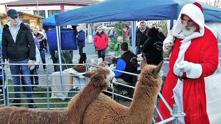 Nicht mit Rentieren, sondern mit Alpakas kam der Nikolaus (Thomas Schuhmann) zum Weihnachtsmarkt in Nüdlingen. Foto: Sigismund von Dobschütz