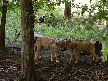 Die Wölfe, die im vergangenen Jahr geboren wurden, sind schon zu alt, um aus dem Rudel genommen zu werden. Fotos: Rainer Lutz