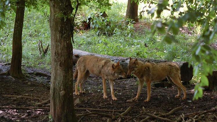 Die Wölfe, die im vergangenen Jahr geboren wurden, sind schon zu alt, um aus dem Rudel genommen zu werden. Fotos: Rainer Lutz