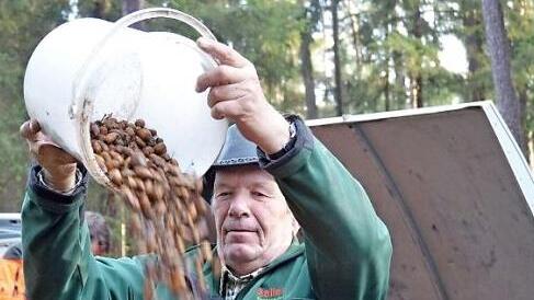 Wilhelm Bussen füllt neue Eicheln in den Vorratsbehälter. Foto: Rainer Lutz