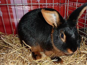 Eine besondere Attraktion ist dieses schwarze Lohkaninchen.  Foto: Gerd Fleischmann