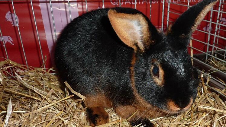 Eine besondere Attraktion ist dieses schwarze Lohkaninchen.  Foto: Gerd Fleischmann