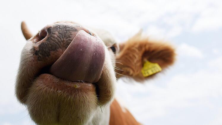 Im Kreis Hof verletzte eine Kuh einen Mann   beim Verladen auf einen Lkw schwer. Symbolfoto: Angelika Warmuth/dpa