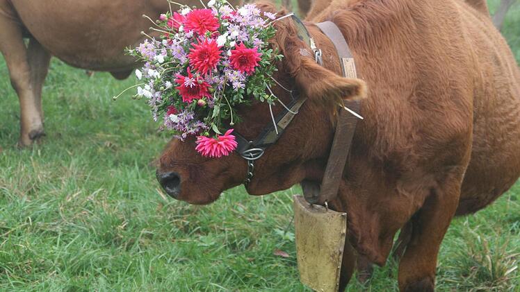 Geschmückte Kuh auf einer Rhöner Wiese. Foto: Anja Vorndran