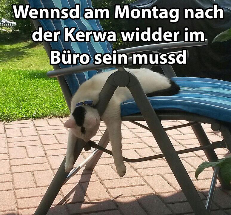 29 fränkische Katzen, die dich verstehen