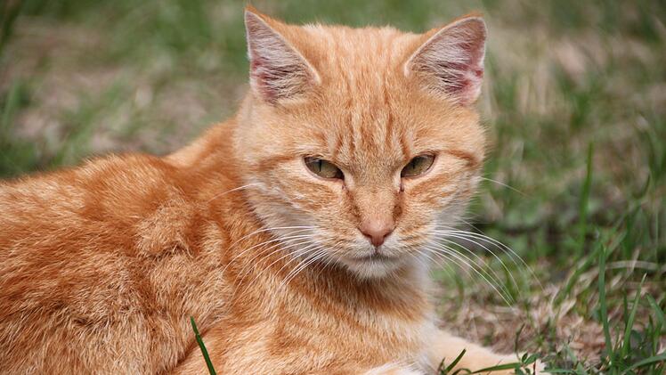 Katze im Tierheim Wannigsmühle.Heike Beudert
