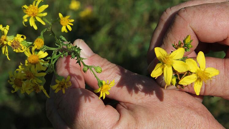 Das giftige Jakobskreuzkraut (links) kann mit der Heilpflanze Johanniskraut verwechselt werden. Die Blütenstände sind aber unterschiedlich. Foto: Friedwald Schedel