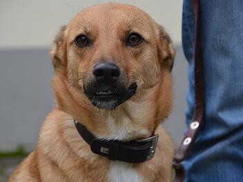 Bambi sucht ein Zuhause