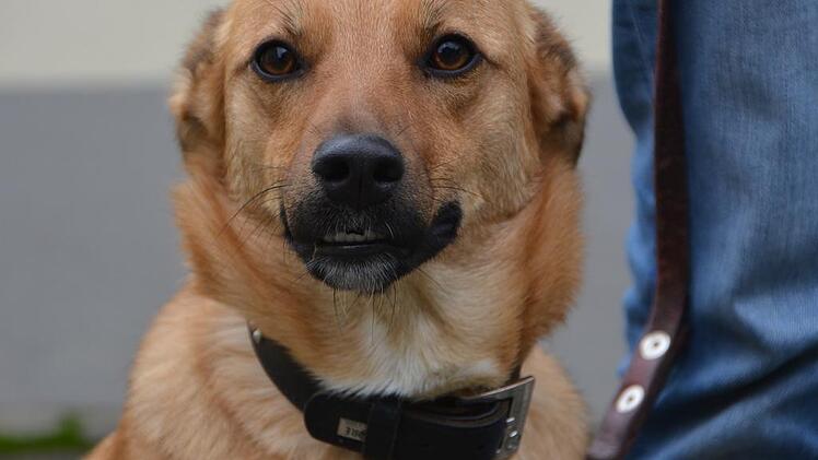 Bambi sucht ein Zuhause