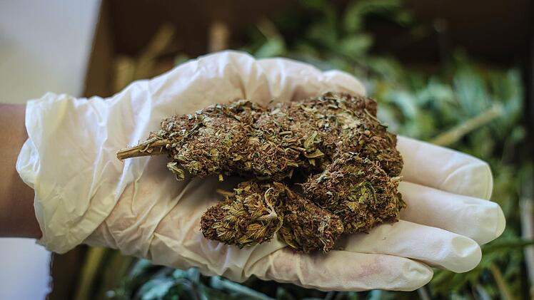So sieht Marihuana aus, wie es bei der Tour nach Nürnberg erworben worden war. Symbolfoto: Christopher Schulz/Archiv