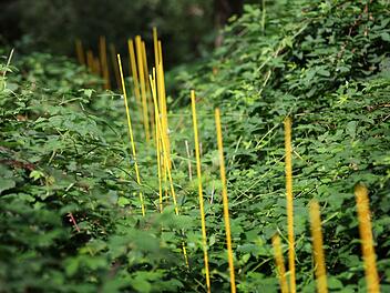 Rottendorf: Tröpfchenbewässerung im Wald gegen Trockenheit? Erste Erkenntnisse aus Pilotprojekt Rottendorf: Tröpfchenbewässerung im Wald gegen Trockenheit? Erste Erkenntnisse aus Pilotprojekt