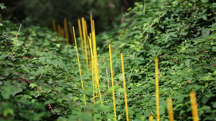 Rottendorf: Tr&ouml;pfchenbew&auml;sserung im Wald gegen Trockenheit? Erste Erkenntnisse aus Pilotprojekt