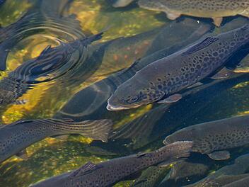 120 Fische hat ein Unbekannter in Wunsiedel aus einem Gartenteich gestohlen. Die Polizei bittet um Hinweise. Symbolfoto: Sven Hoppe/dpa