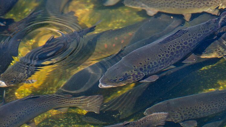 120 Fische hat ein Unbekannter in Wunsiedel aus einem Gartenteich gestohlen. Die Polizei bittet um Hinweise. Symbolfoto: Sven Hoppe/dpa