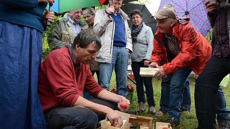 Pomologe Jan Bade bestimmt auf BN-Streuobstwiese bei Großenbrach auch mitgebrachte Apfelsorten Fotos: Elisabeth Assmann
