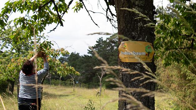An den markierten Probierb&auml;umen k&ouml;nnen sich Spazierg&auml;nger bedienen. Foto: Stephanie Kunder