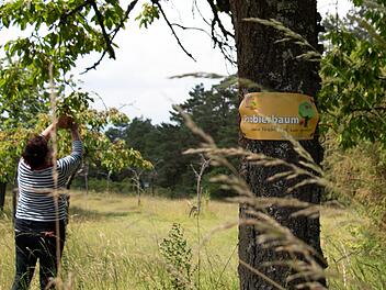 An den markierten Probierbäumen können sich Spaziergänger bedienen. Foto: Stephanie Kunder