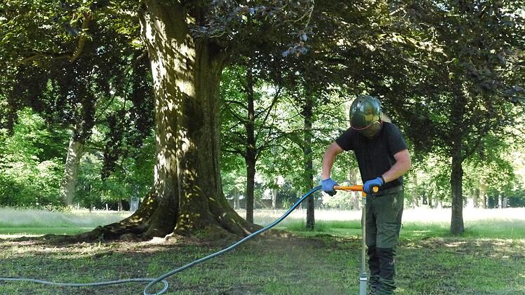 Der Wurzelbereich der gefährdeten Coburger Blutbuchen wird belüftet. Ist das Verfahren erfolgreich, wäre auch ein Einsatz an anderen städtischen Bäumen - zum Beispiel den Eichen - denkbar. Foto: Rebecca Vogt