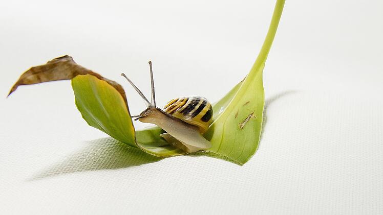 Die Bänderschnecke hat ein besonders hübsches Schneckenhaus.