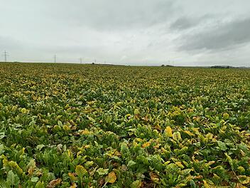Ein Feld mit Zuckerrüben, die deutlich sichtbar vom Vergilbungsvirus befallen sind. Foto: Zellner/LfL