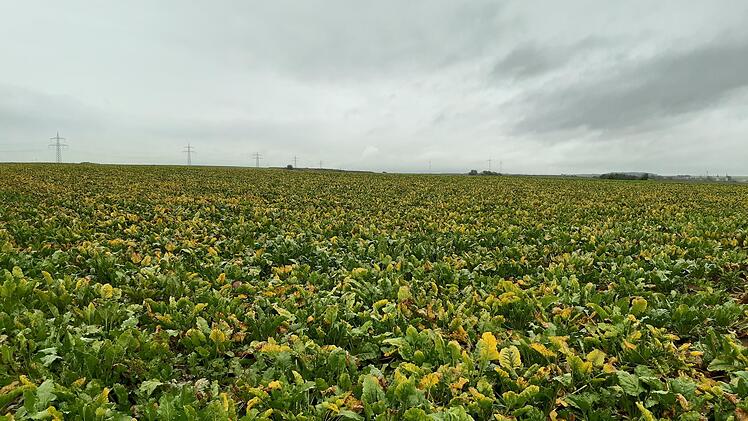 Ein Feld mit Zuckerrüben, die deutlich sichtbar vom Vergilbungsvirus befallen sind. Foto: Zellner/LfL