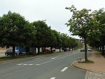 Im November werden die ersten Bäume in der Igensdorfer Kastanienallee gefällt werden.  Foto: Petra Malbrich